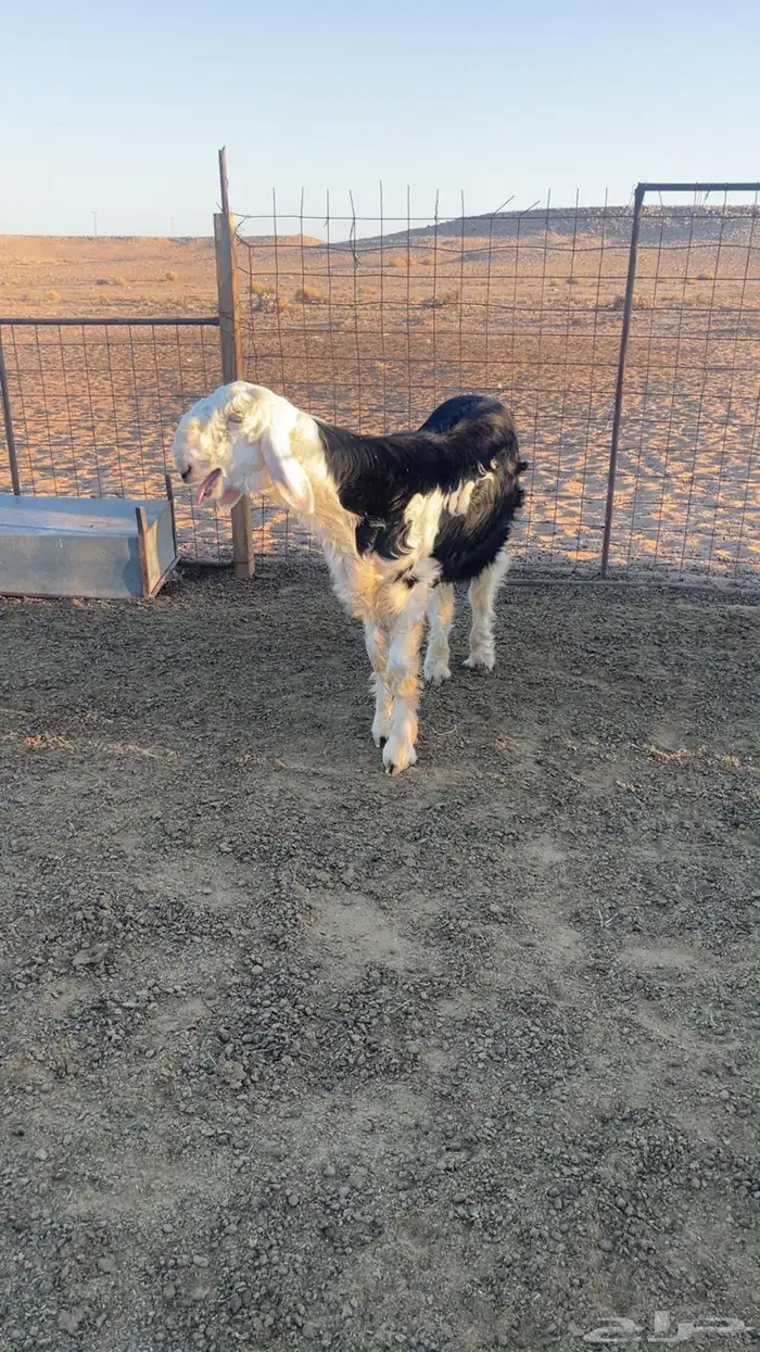 خروف نجدي صنف مشروع فحل 11