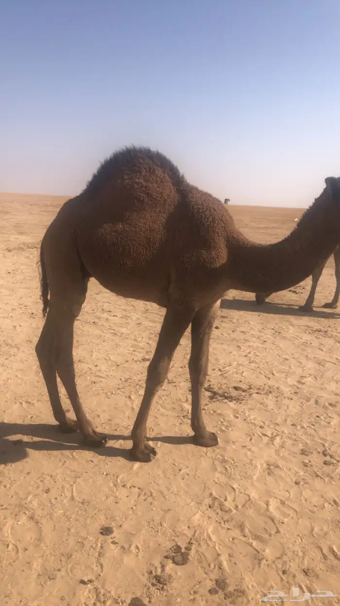 حاشي مفرود 0