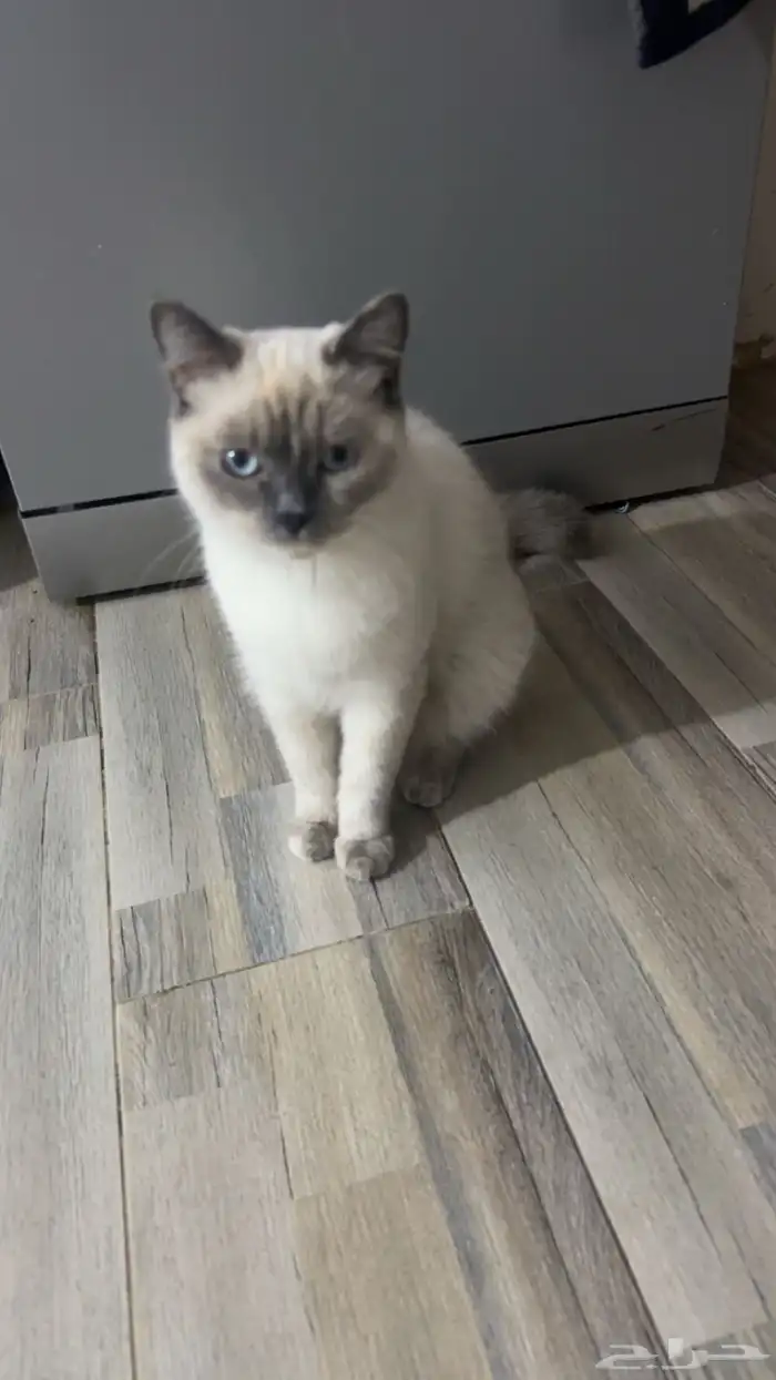 قطة قطوة بسة 1