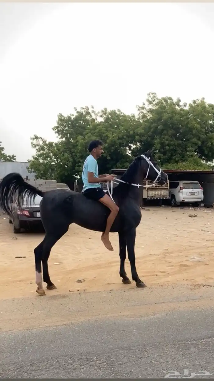 خيل شعبي جزيري 1