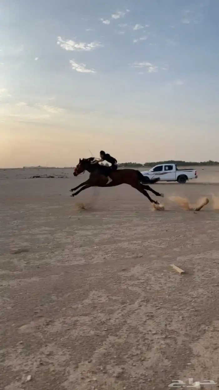 حصان انقليزي 4