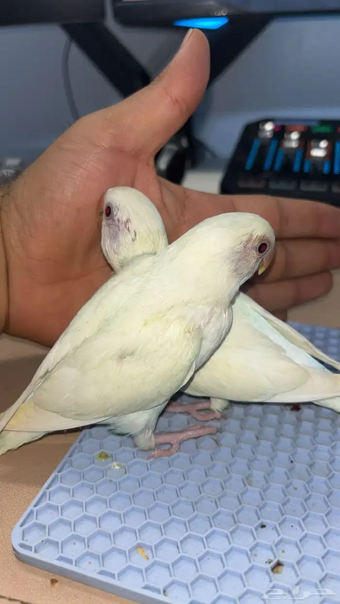 جوز روز البينو منتج 2