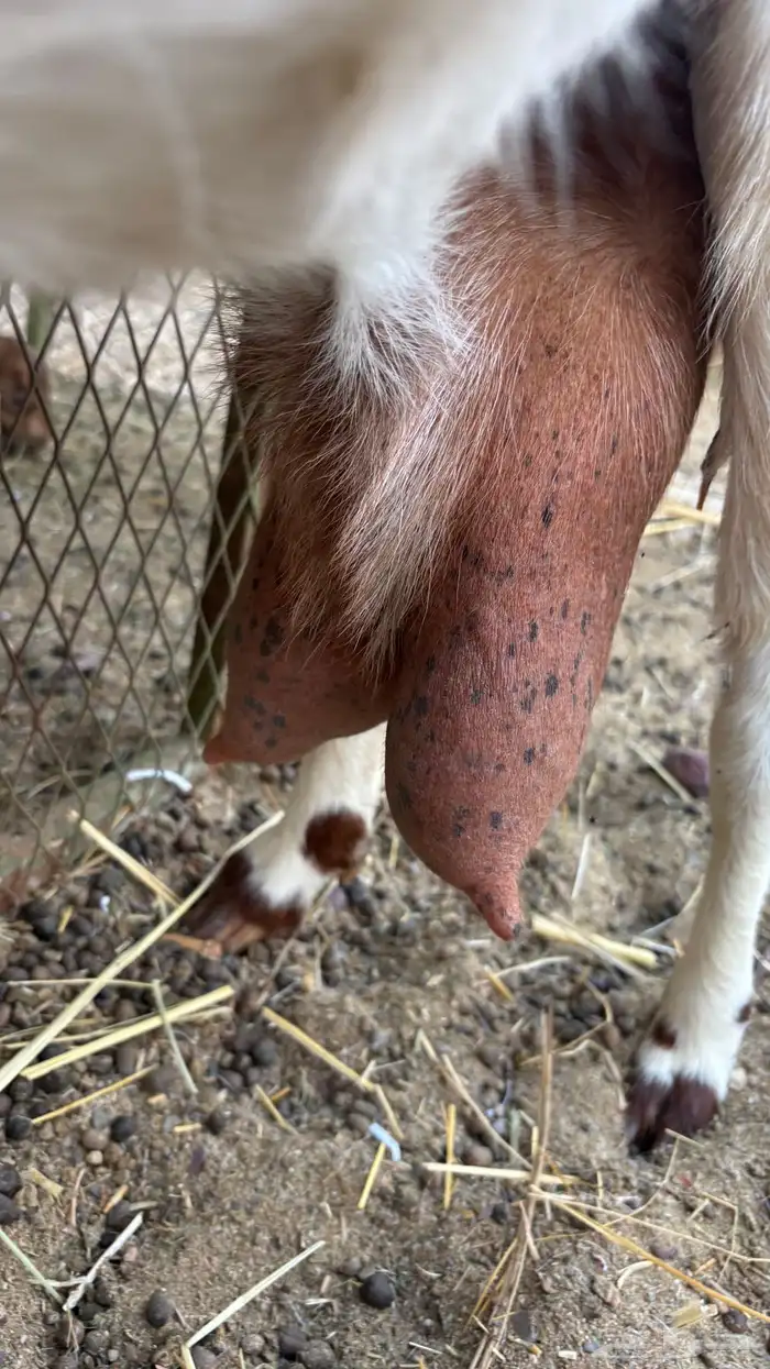 عنز مصريه والد متاومه تحتها 2 تيس وجفره 6