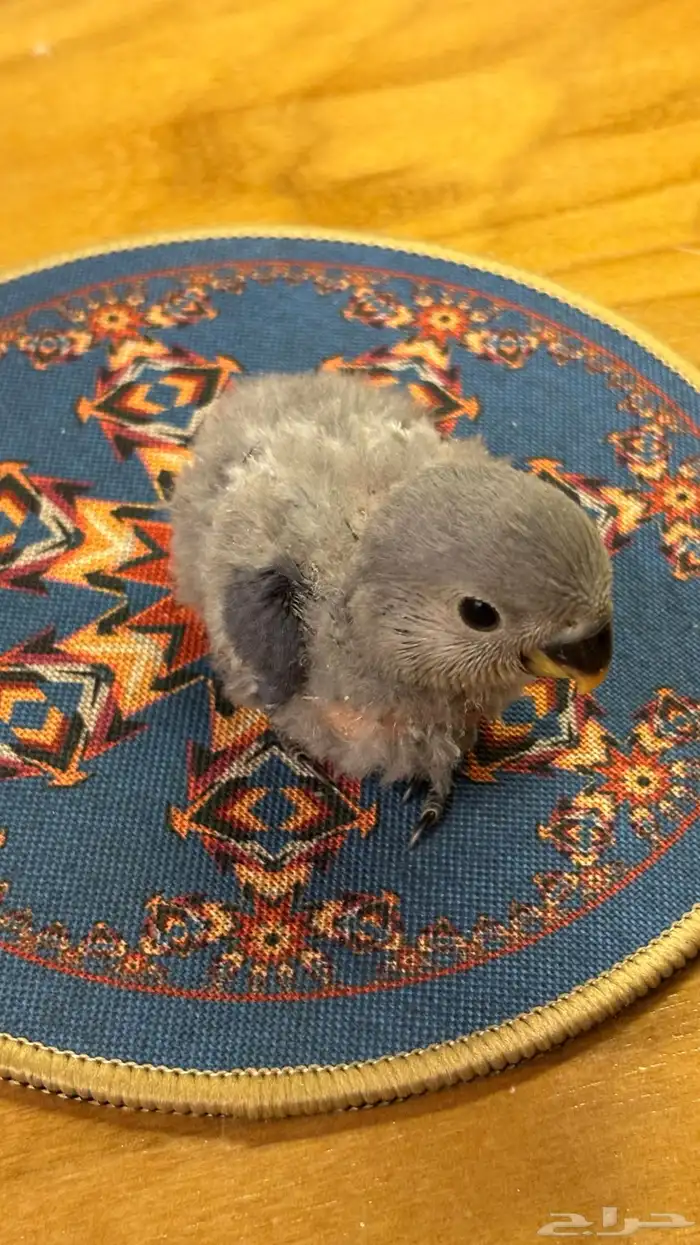 استقبال طيور واهتمام فيهم 6