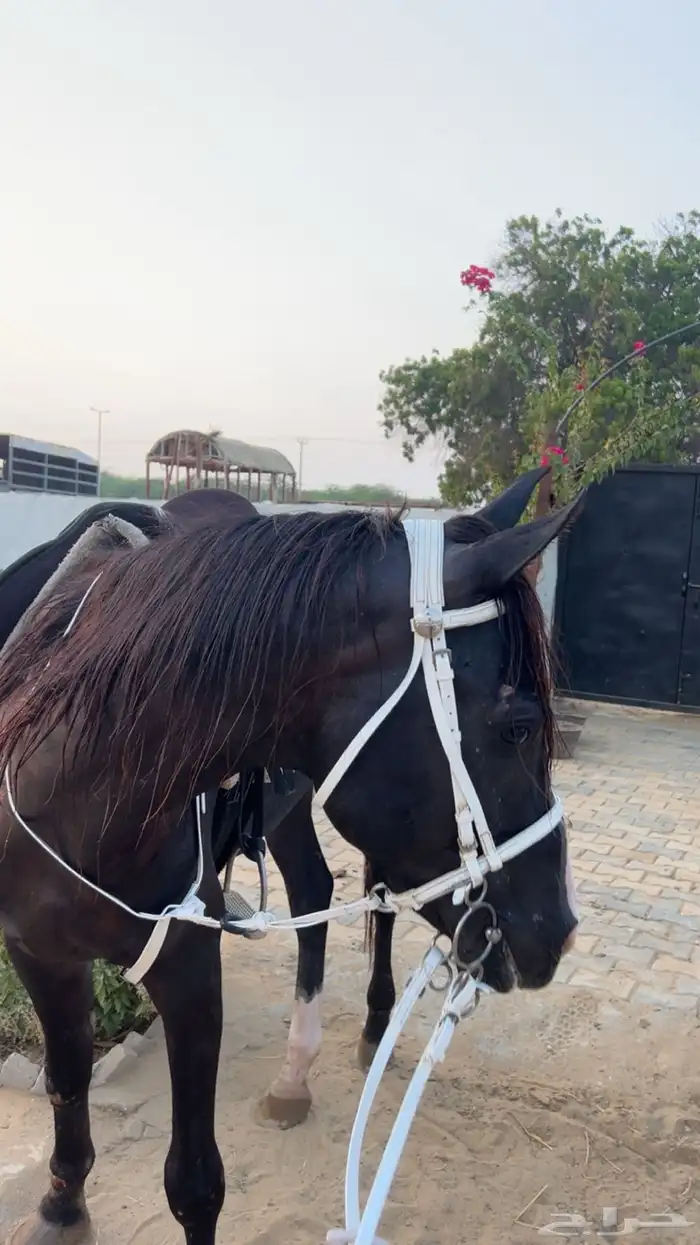 خيل شعبي جزيري 2