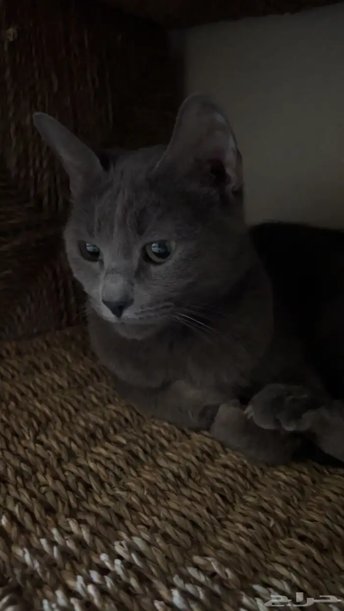 قطط للتبني 0