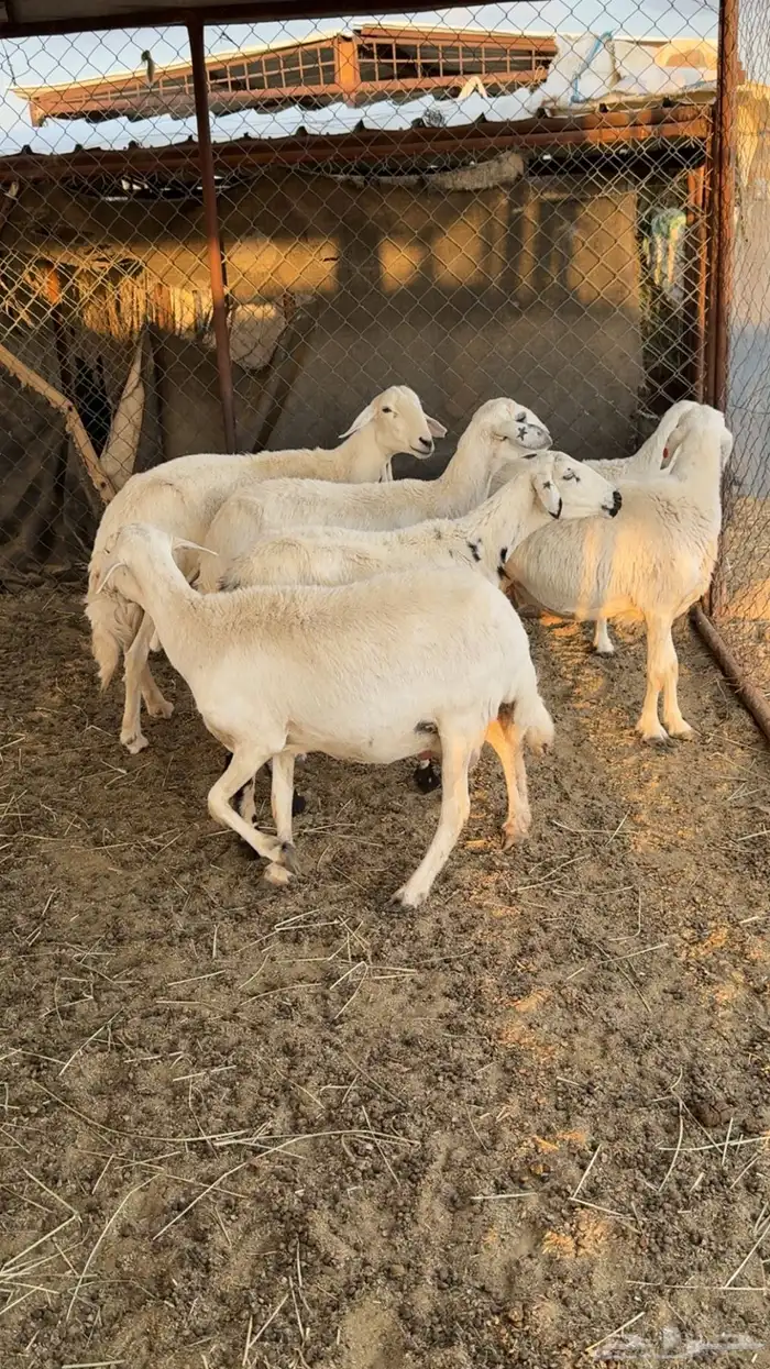 ضان شهران متابيع غنم مراح واحد وأسنان ونظافه شرط 1