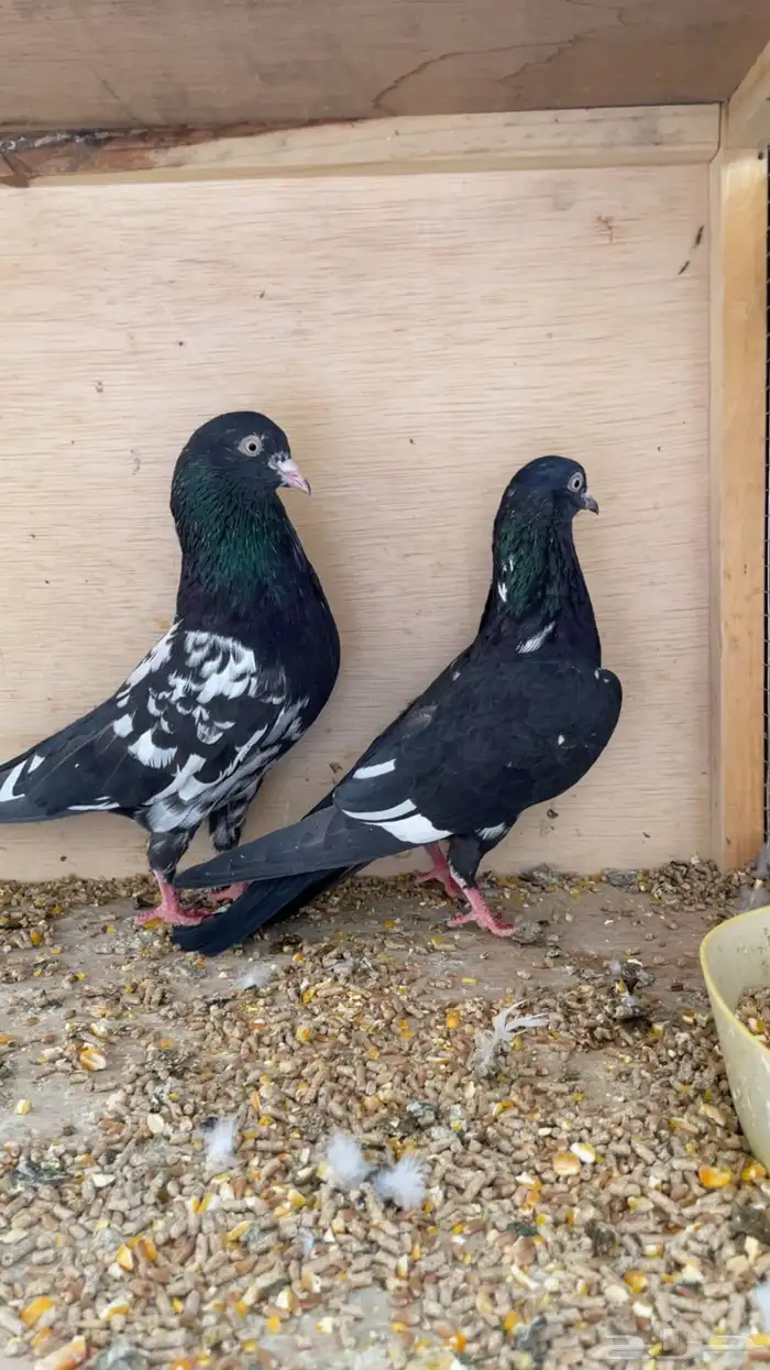 حمام باكستاني رامبوري 1