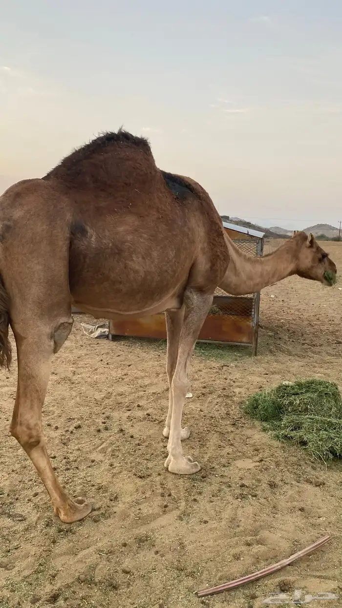 مدني مشروطه شرط 3