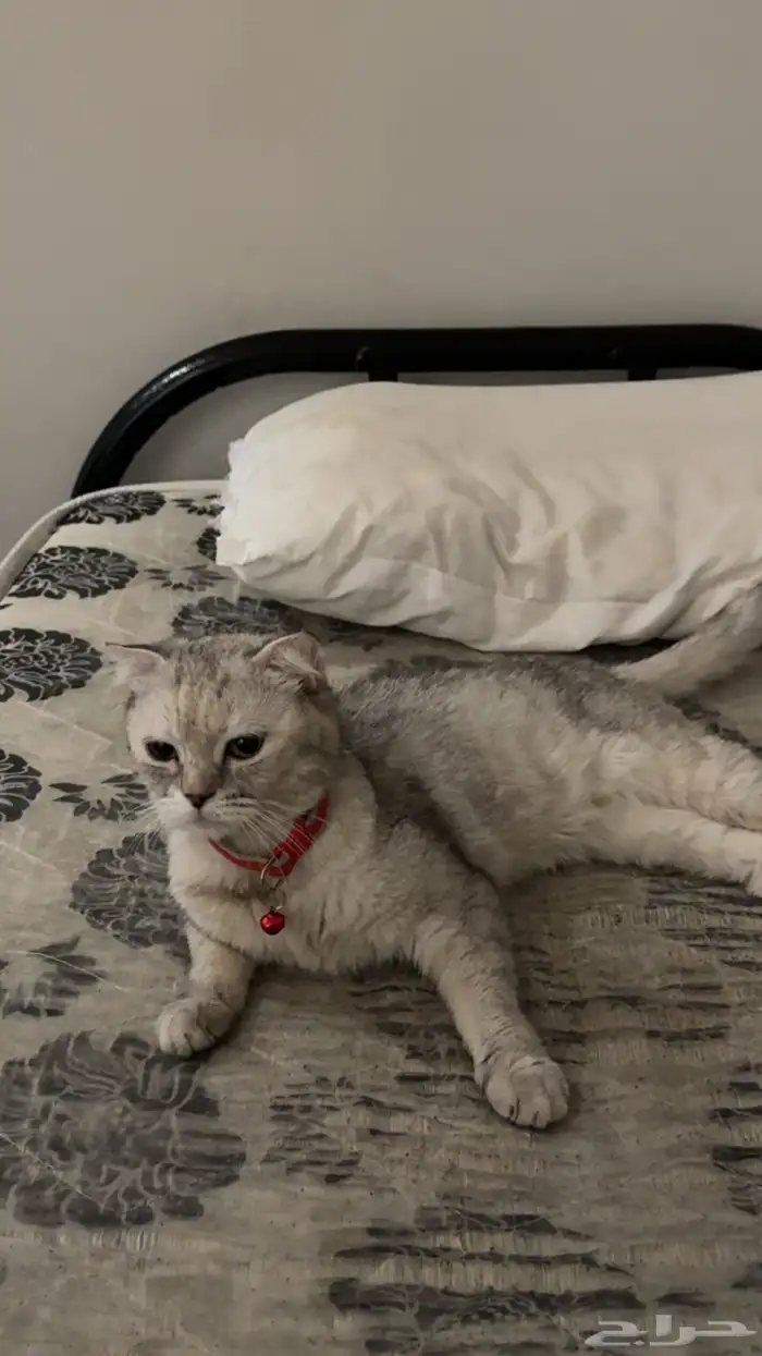 سكوتش فولت 0