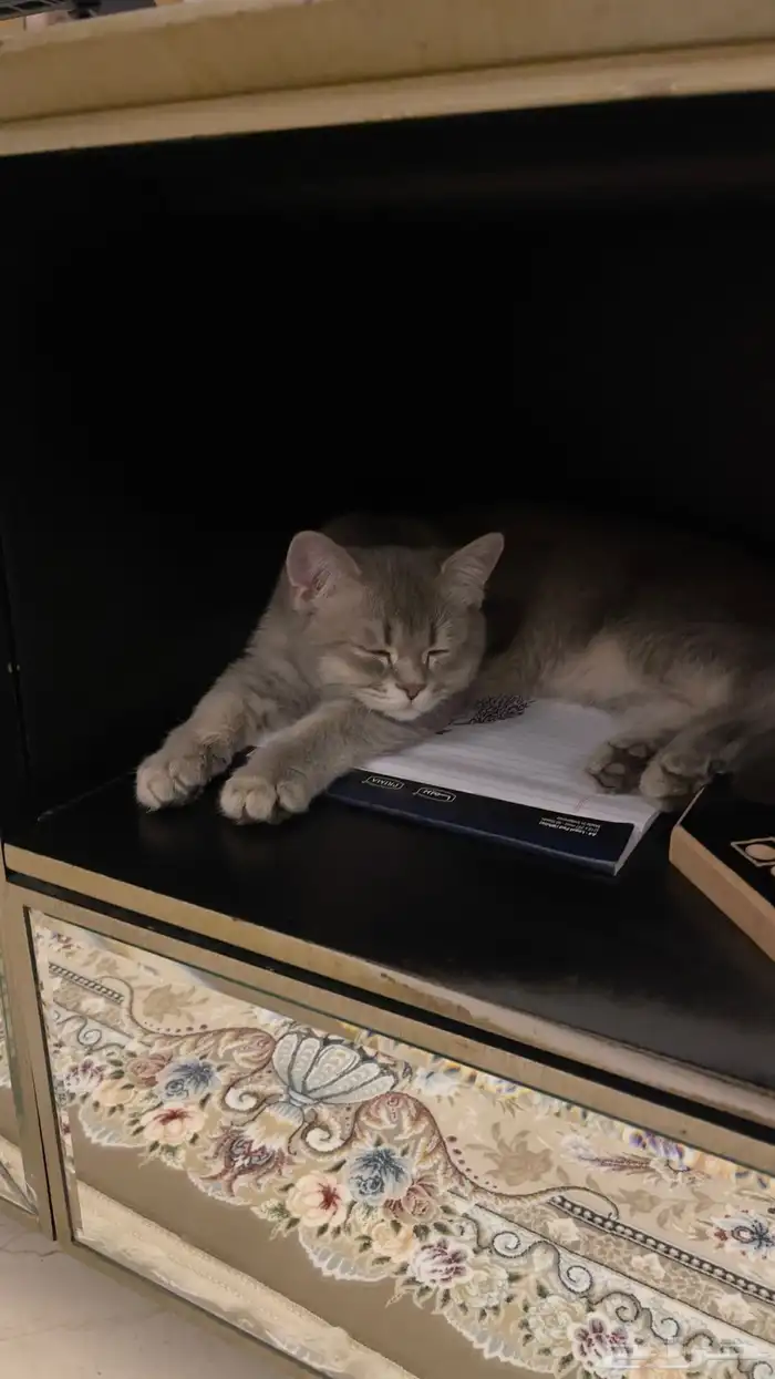 قط ذكر هجين سكوتش و شيرازي للبيع 1