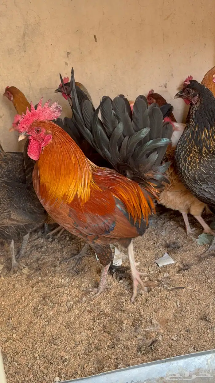 دجاج بياض بلدي اصيل 42