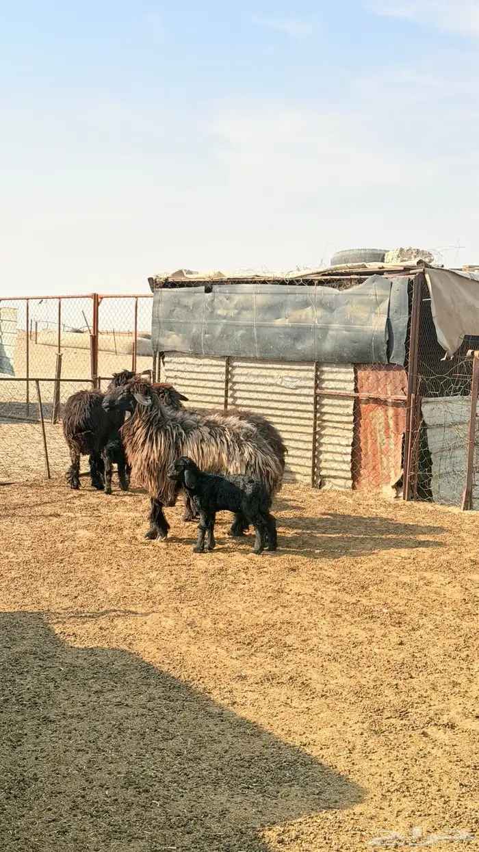 رغايث عرب طيبه 0