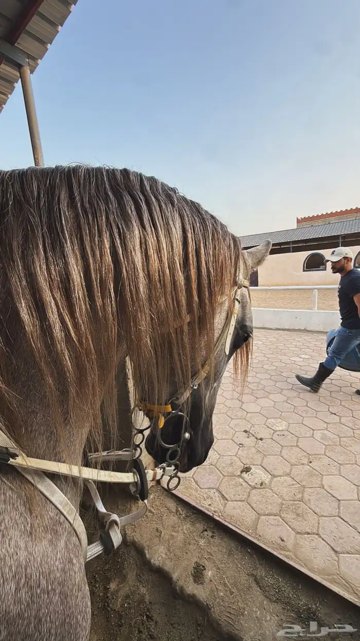 حصان سوبر بورق 3