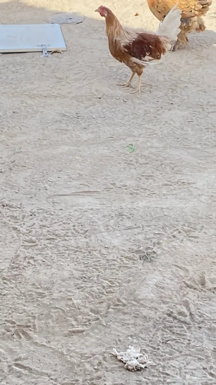 ديك كفو بلدي العمر 5شهور ونص والديك كفو كفو 1