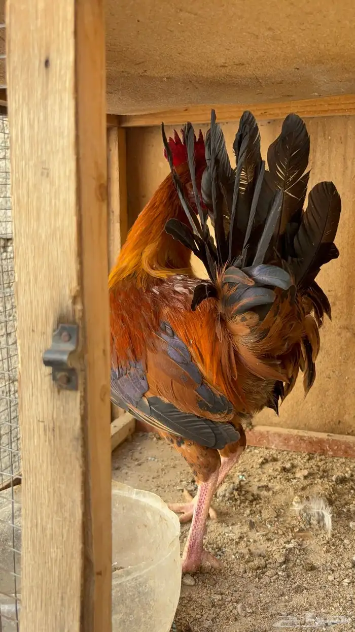 دجاج بياض بلدي اصيل 11