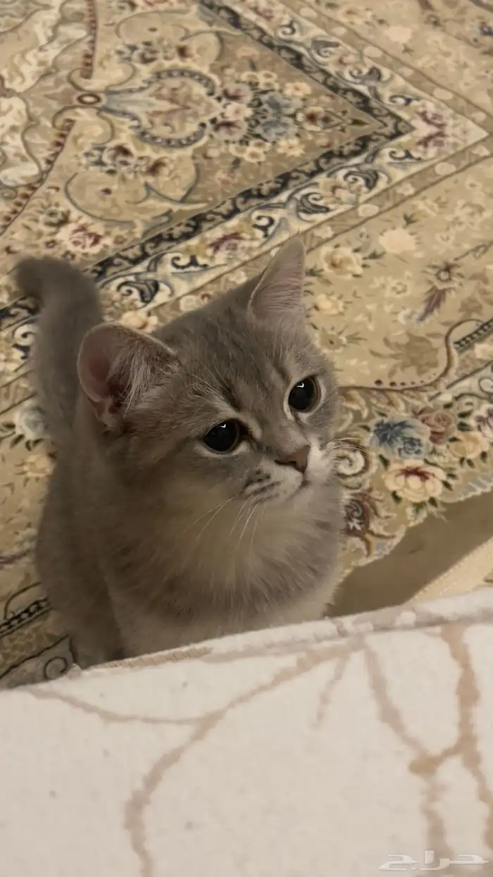 قط ذكر هجين سكوتش و شيرازي للبيع 0