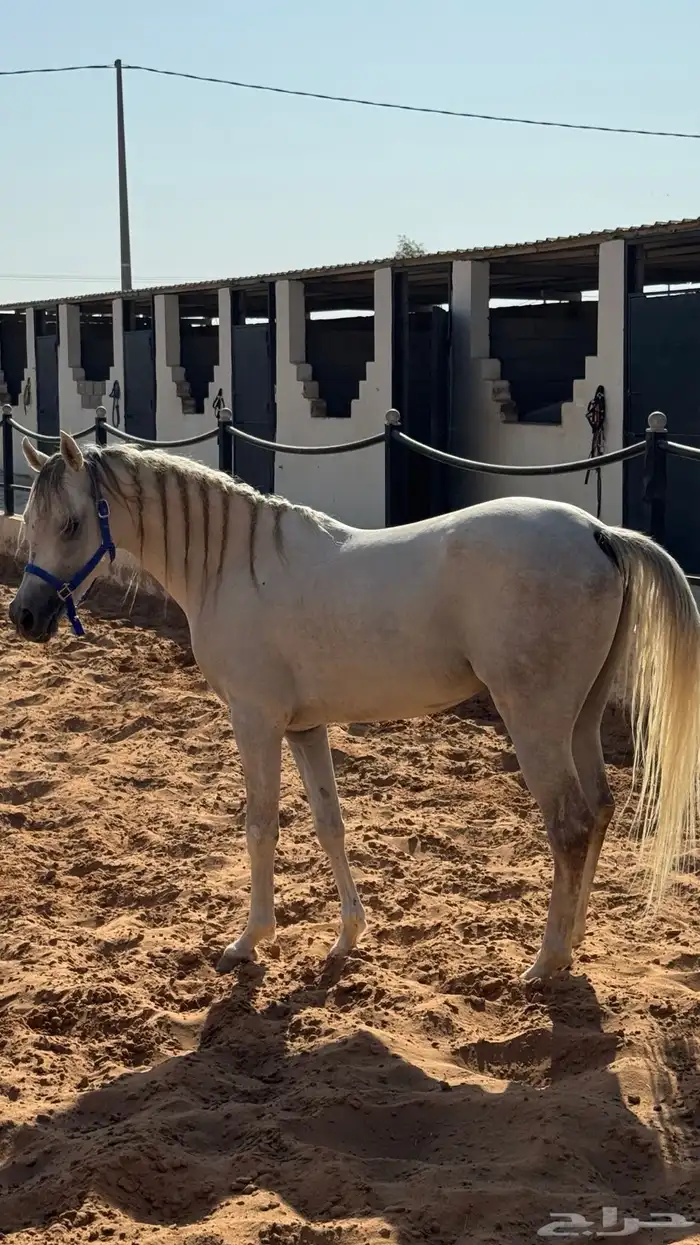 حصان واهو عربي 1