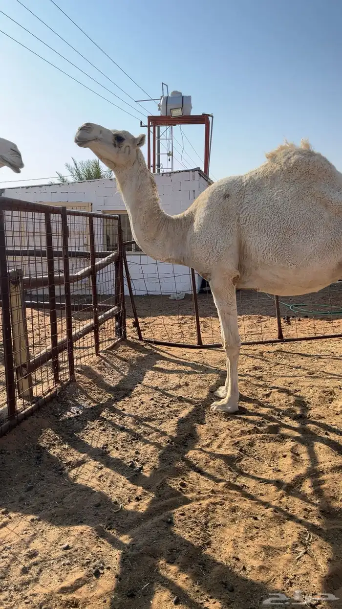 لقحه وضحه موطي 1