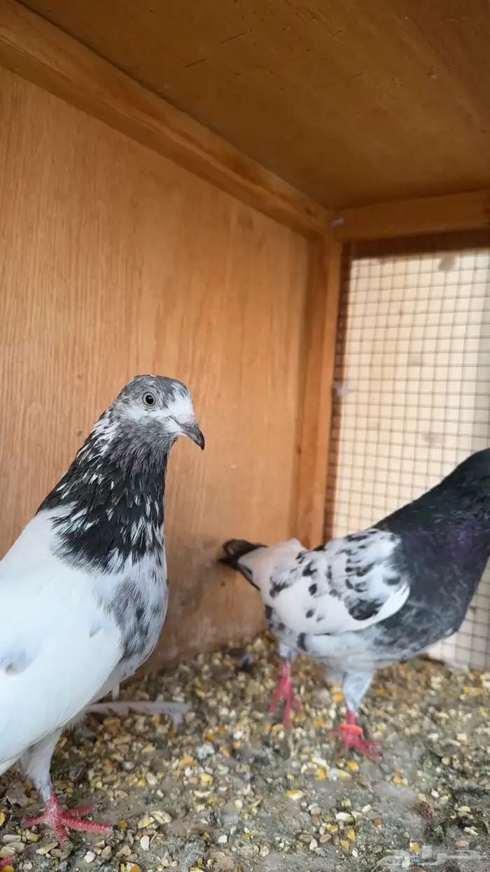 حمام باكستاني 4