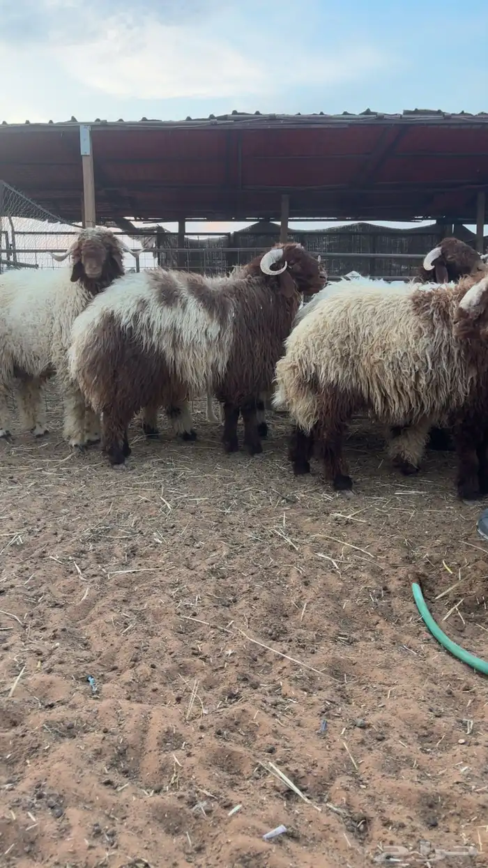 خرفان نعيم وحريات 3