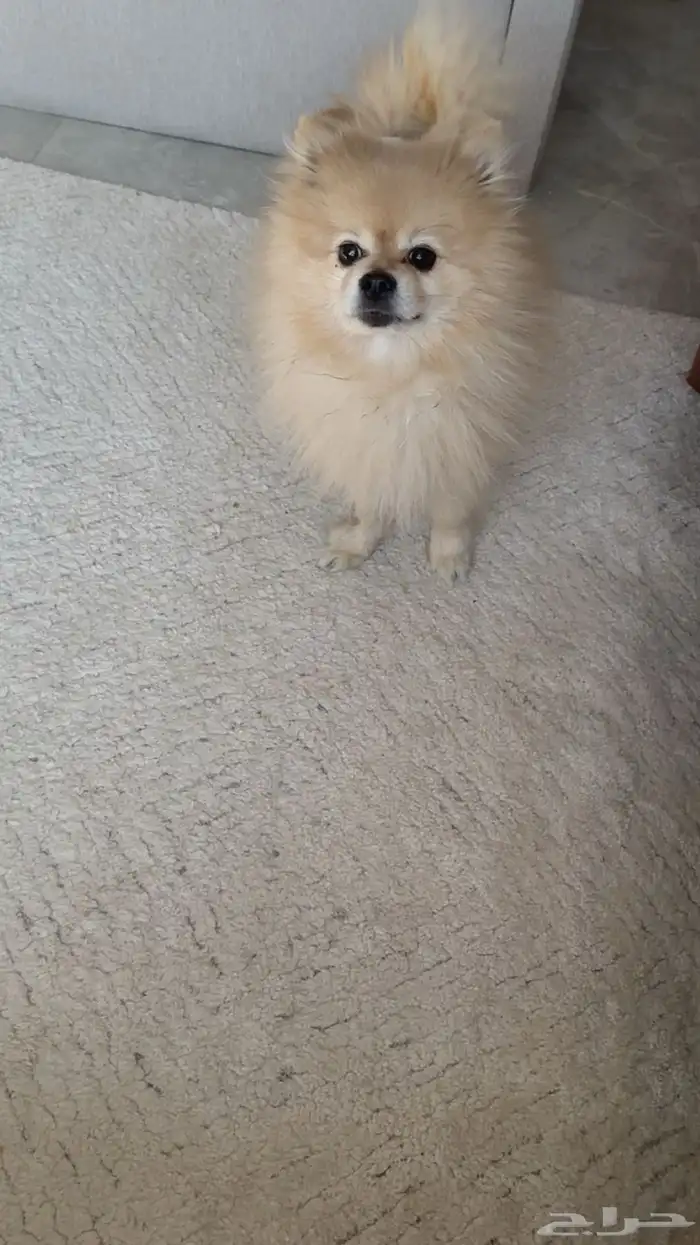 ذكر بوميرنيان تيدي فيس للبيع 1