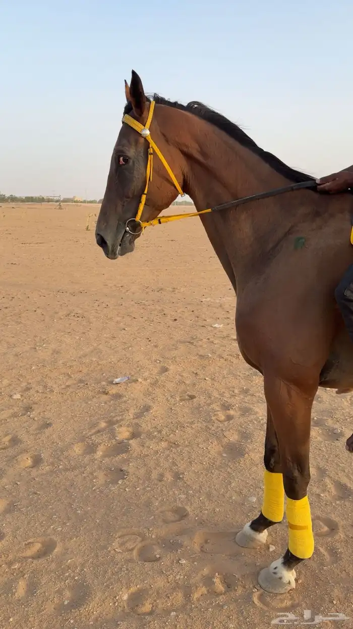 حصان انجلينزي سسباق سسرعه 4