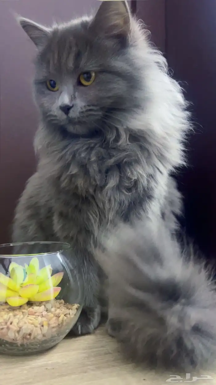 قطه هملاايا فرنسي 0