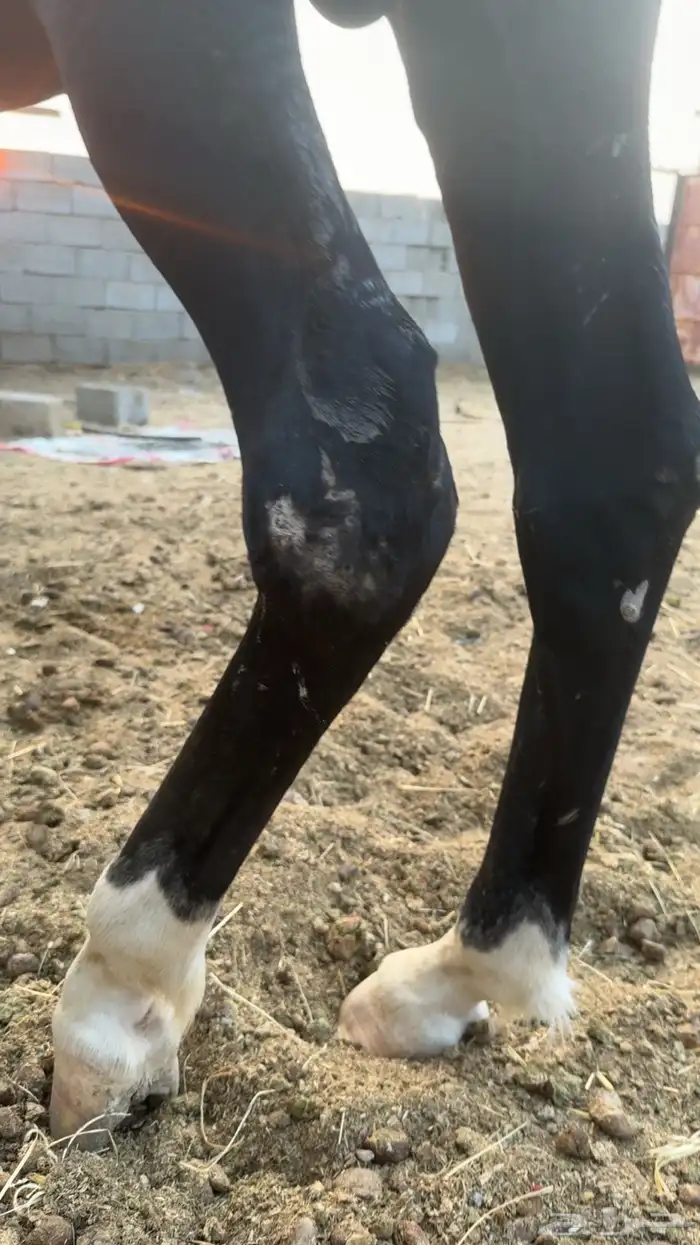 حصان للبيع 7