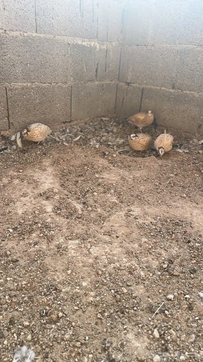 سمان بياض للبيع 3