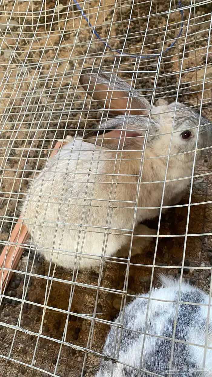 للبيع ذكور أرانب العدد 4 العمر سنه سليمه من جميع الأمراض 2