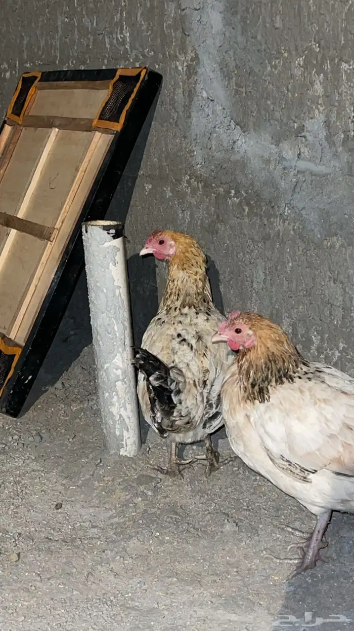 دجاج حضان بلدي كفو 3