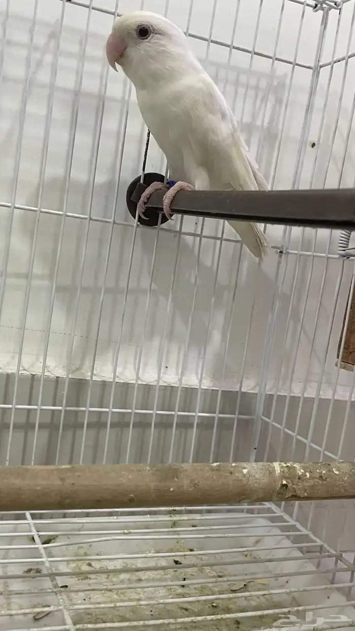 بادجي هوقو و روز البينو للبيع 3