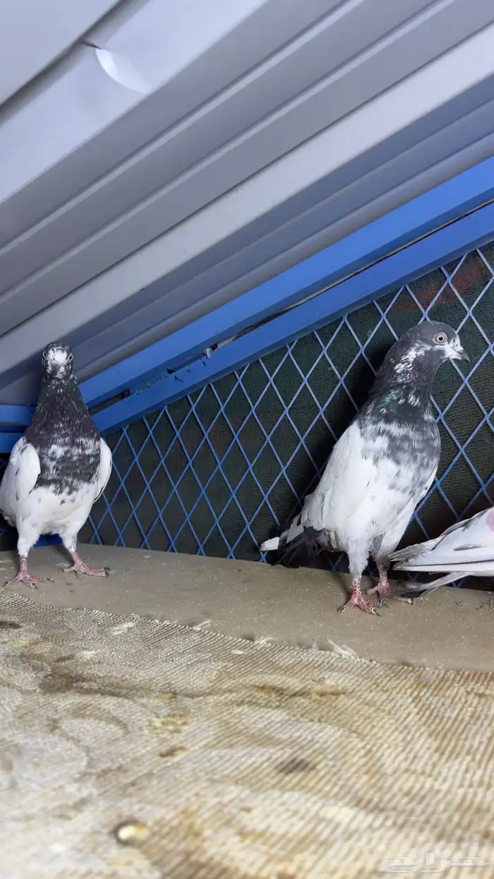 حمام باكستاني تيدي وفرده قولدن 2