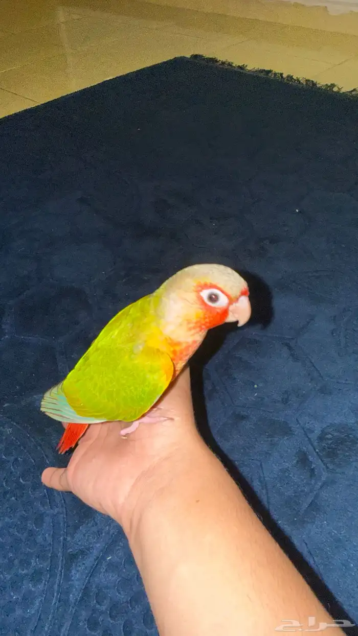 ماشاءالله كنيور اناناس دبل رد فاكتور . 3