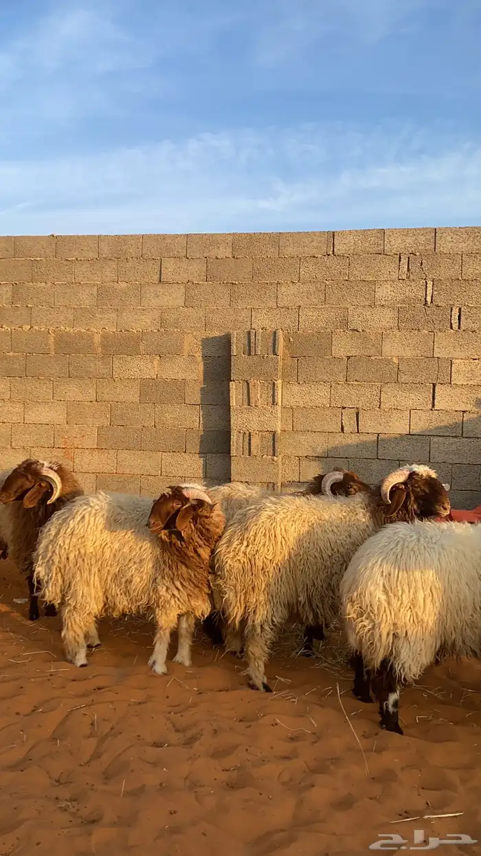 بهم نعيم جبر 4