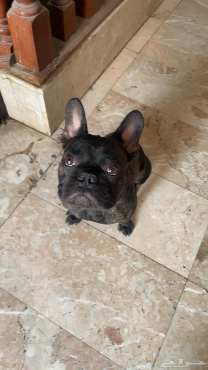 فرنش بول دوق بيور 45يوم 1