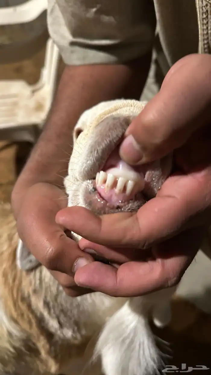 رفيدي للبيع 3