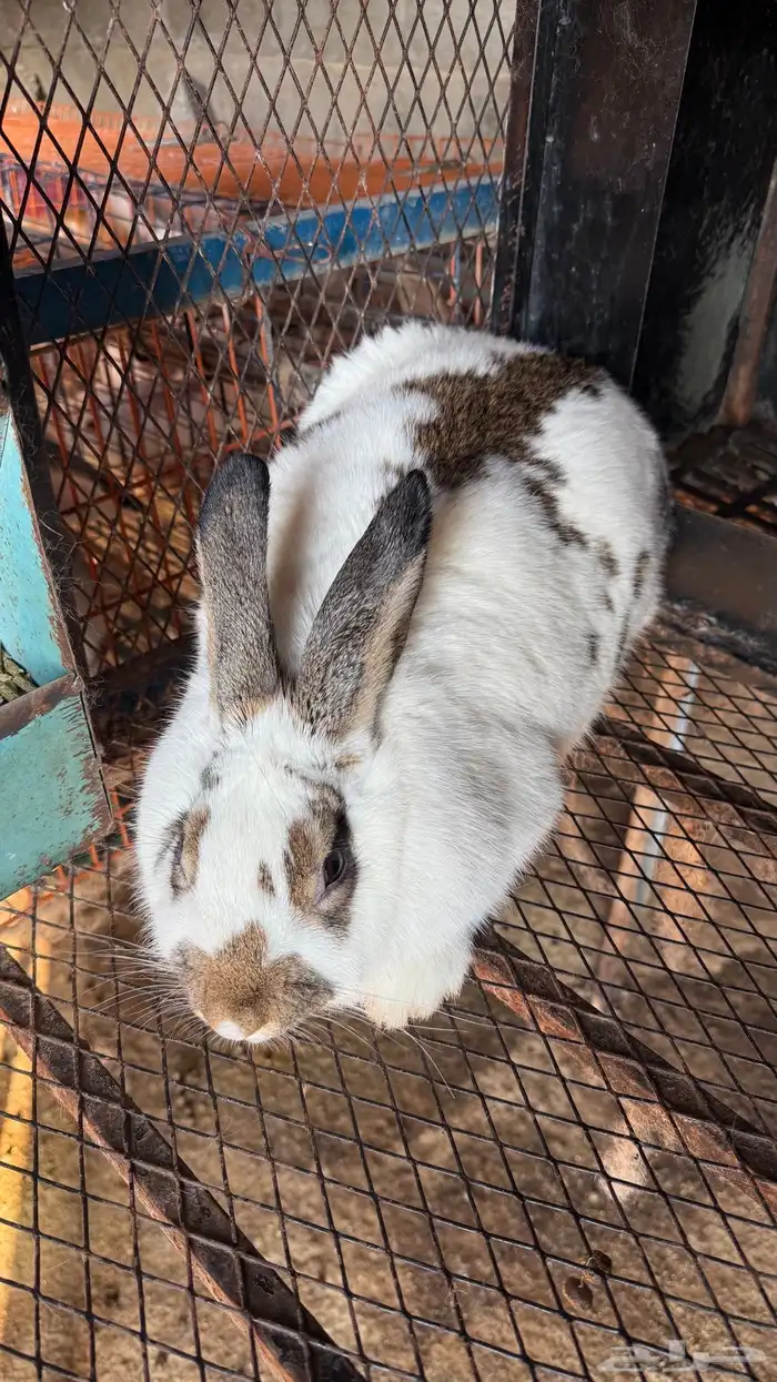 ارانب بابيون العملاق 1