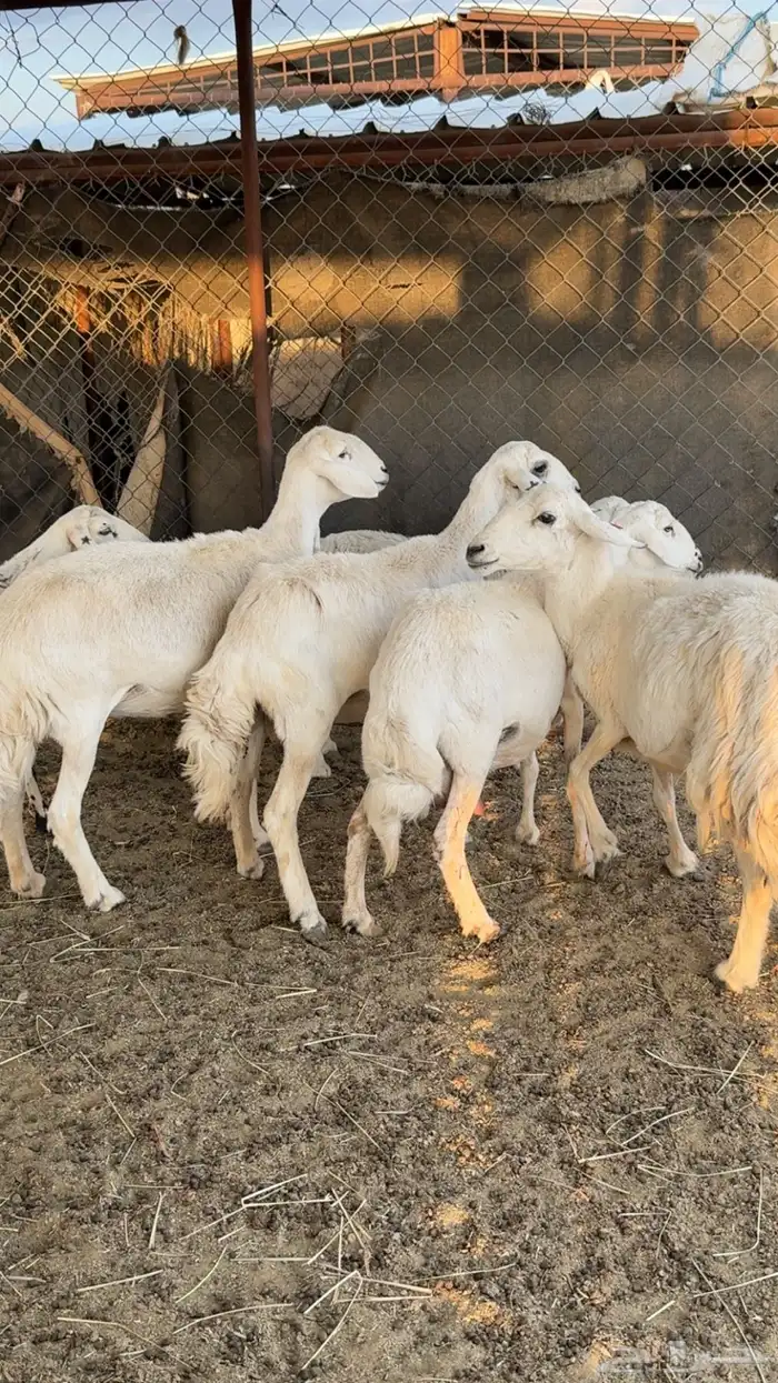 ضان شهران متابيع غنم مراح واحد وأسنان ونظافه شرط 2