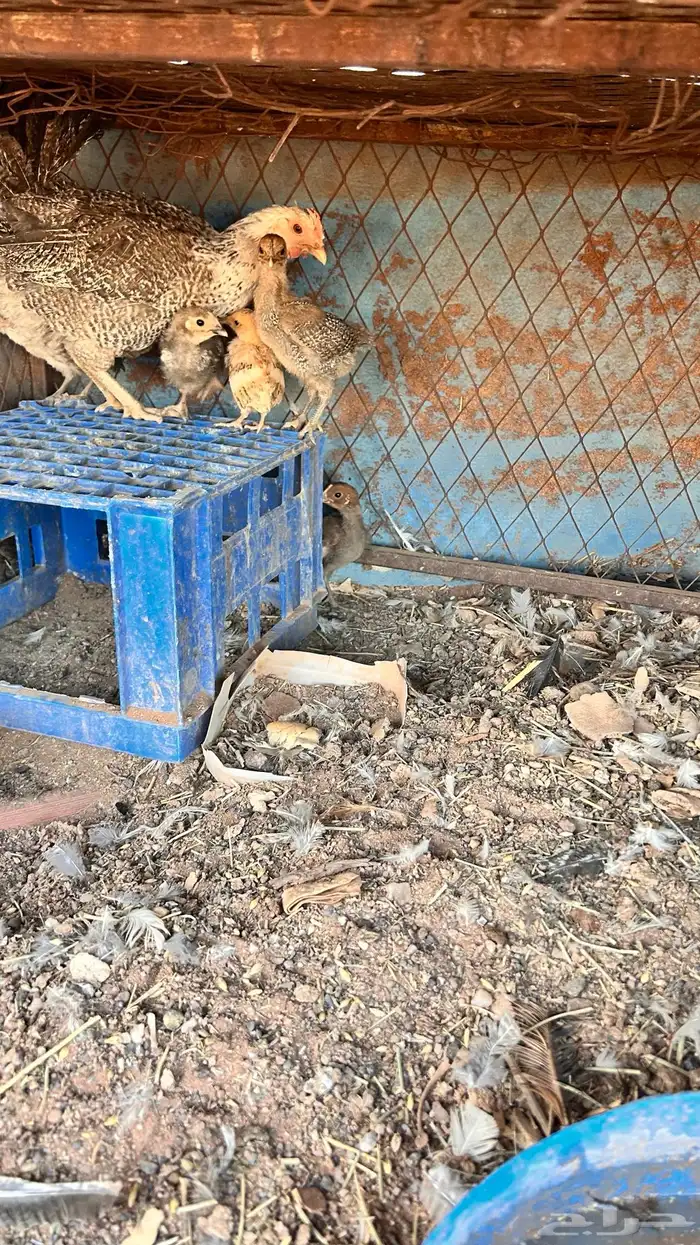 صوص العدد 5 انتاج طبيعي 0