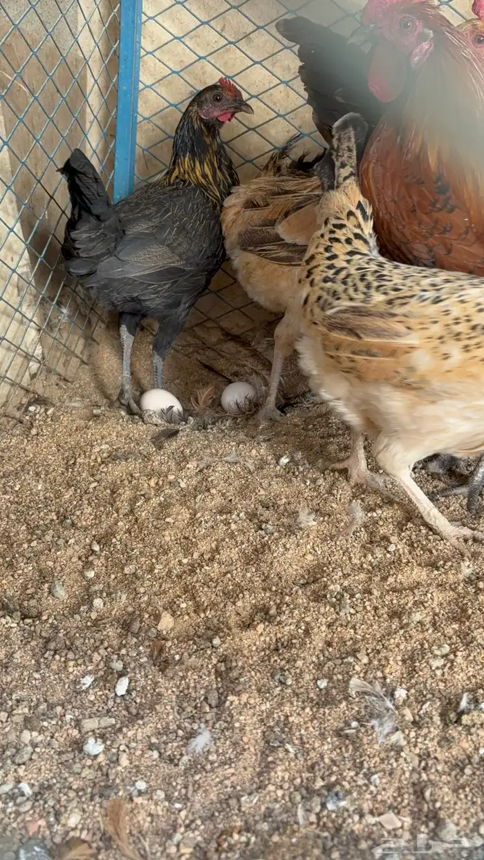 دجاج بياض بلدي اصيل 31