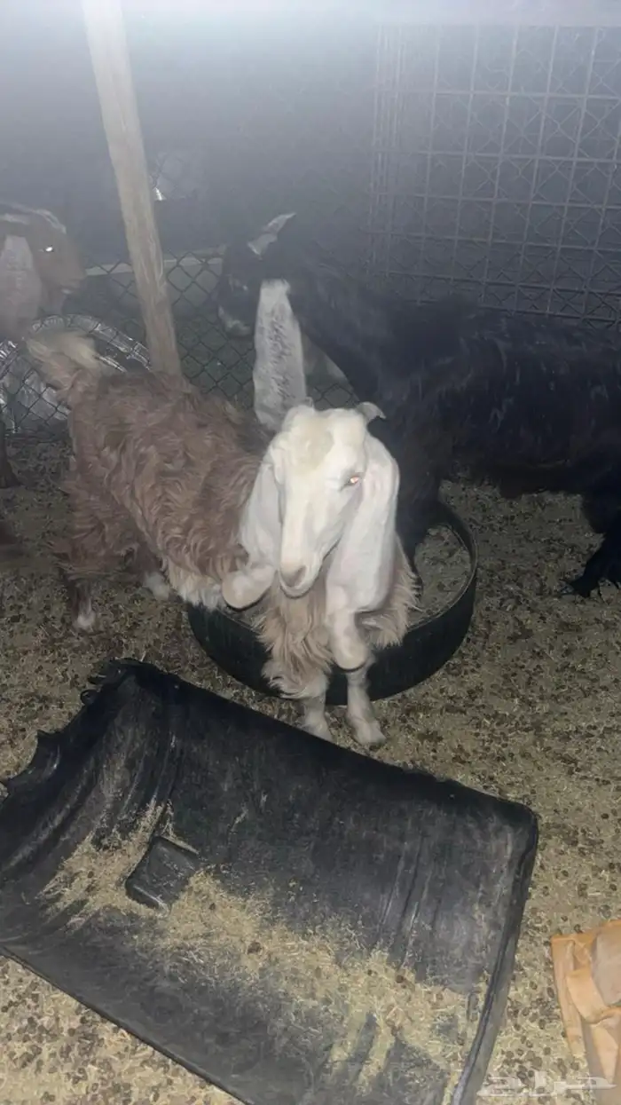 للبيع جفره عمرها بين 8 الى 9 ع سوم 0