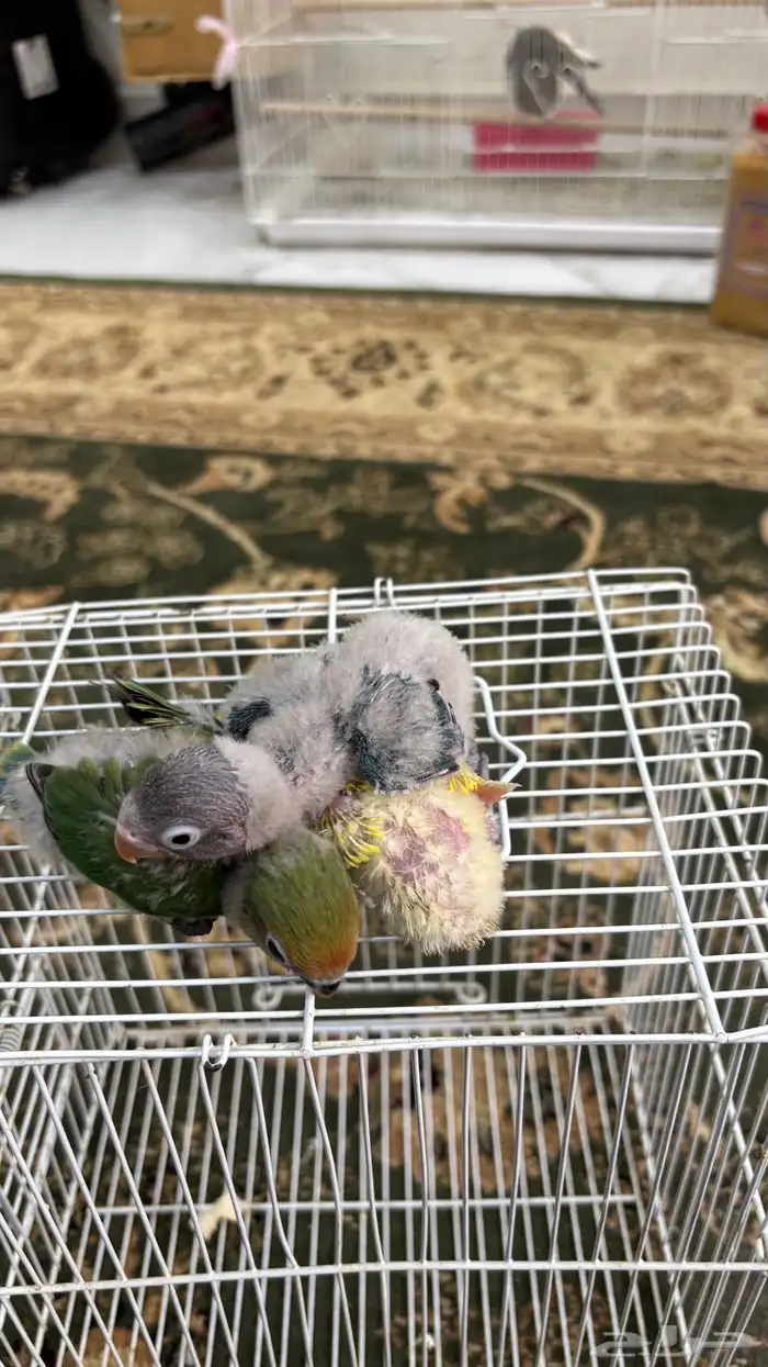 للبيع فروخ شرط صحه ونظافه 3