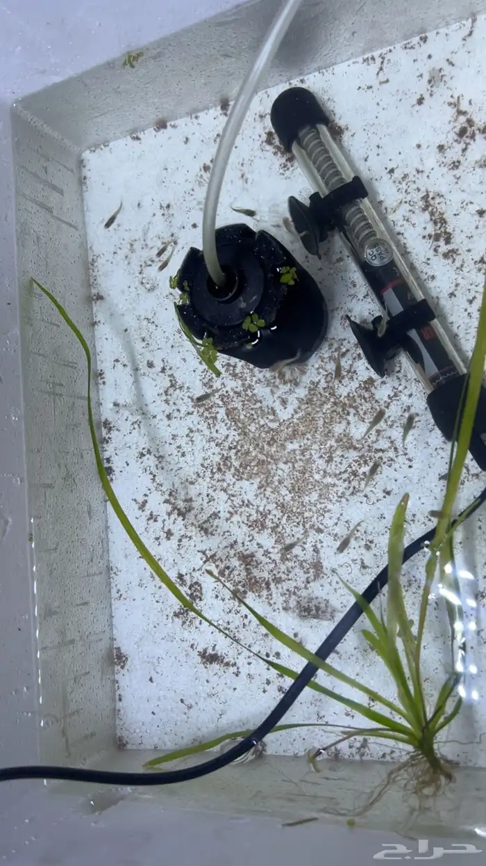 أفراخ سمك جوبي 3