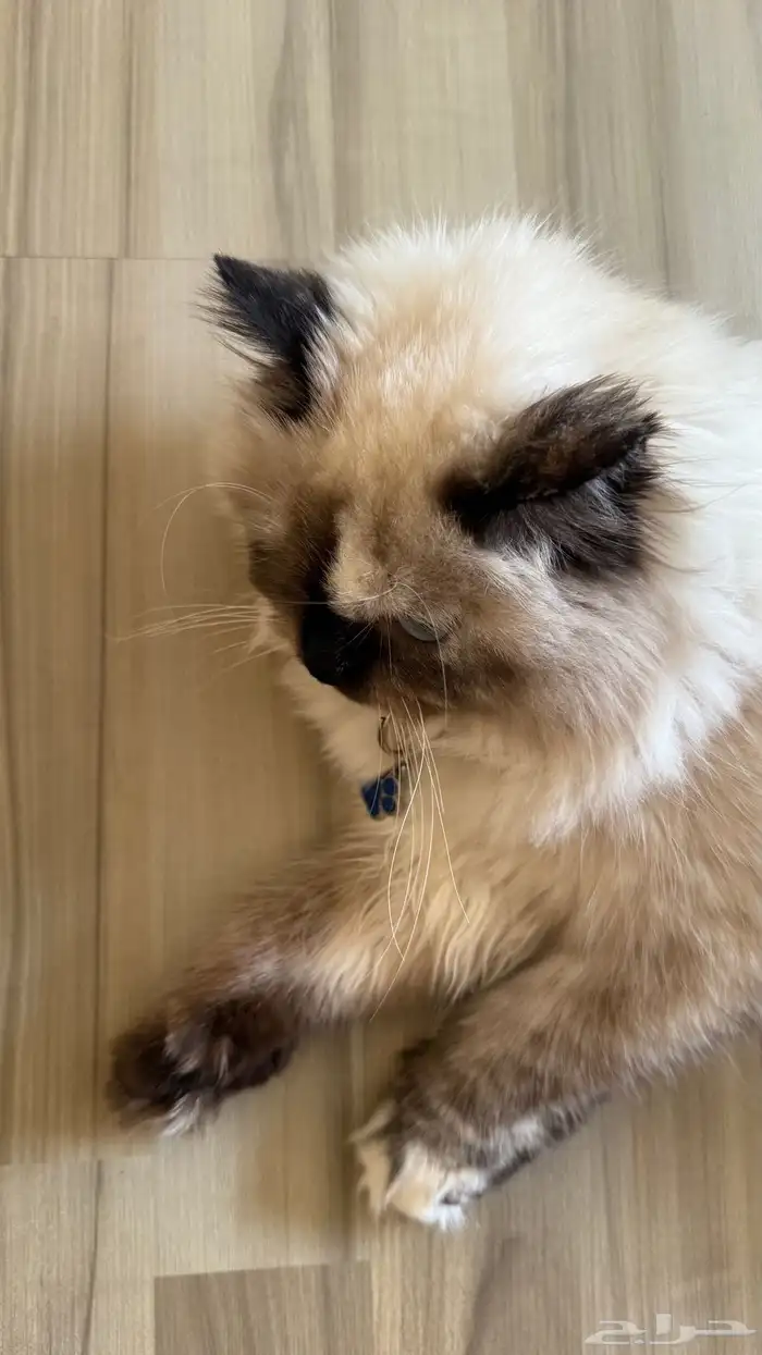 قطه هملايا للبيع 3