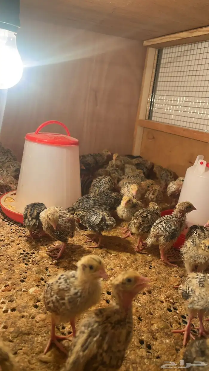 سمان وصوص فري 0