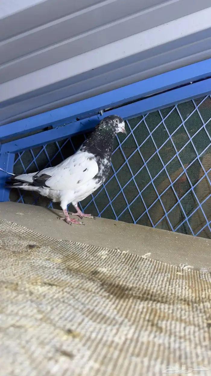 حمام باكستاني تيدي وفرده قولدن 6