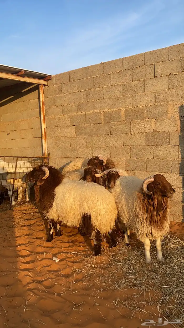 بهم نعيم جبر 0