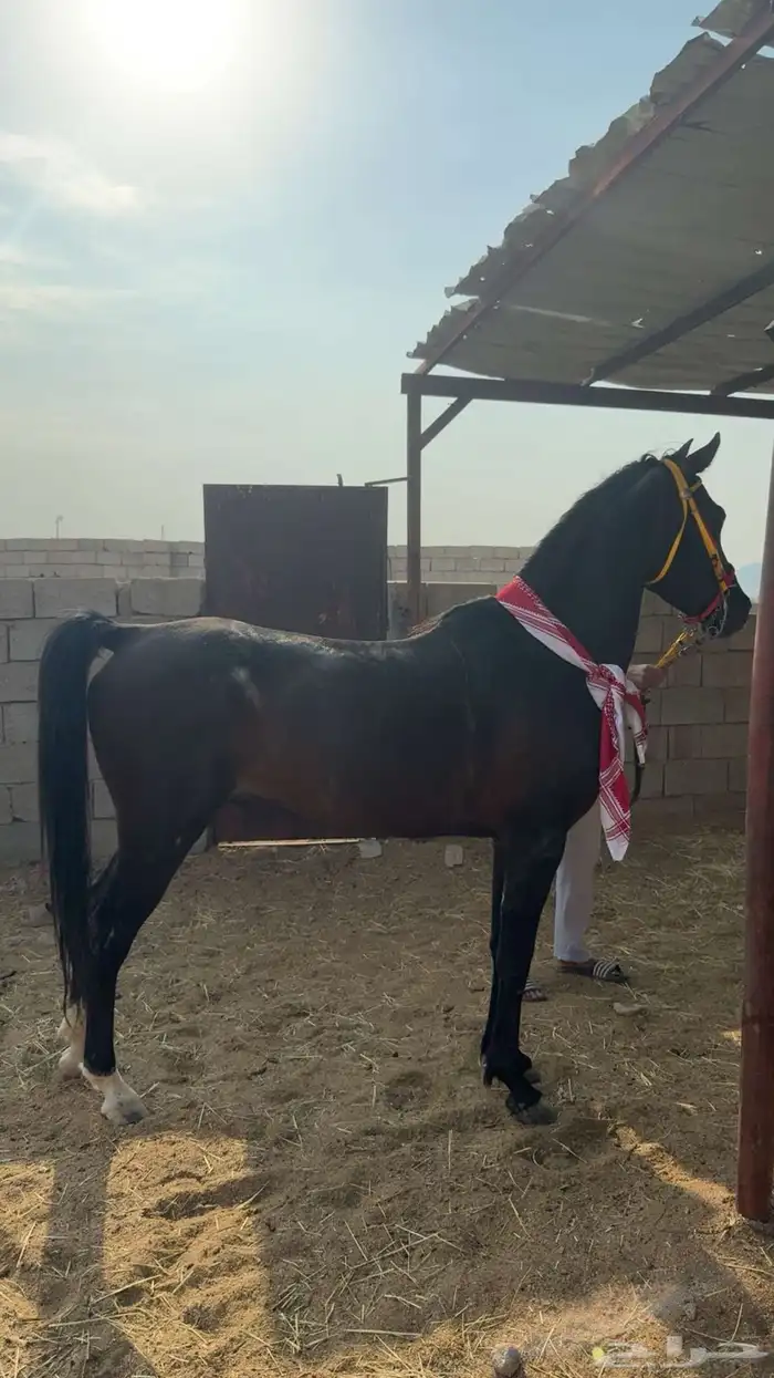 حصان للبيع 6